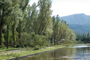 カナールと倒れたポプラの木