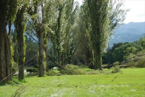 倒れたポプラの木