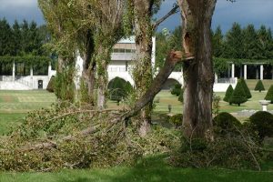 幹の途中から折れているポプラの木