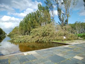 台風21号で倒れたポプラ