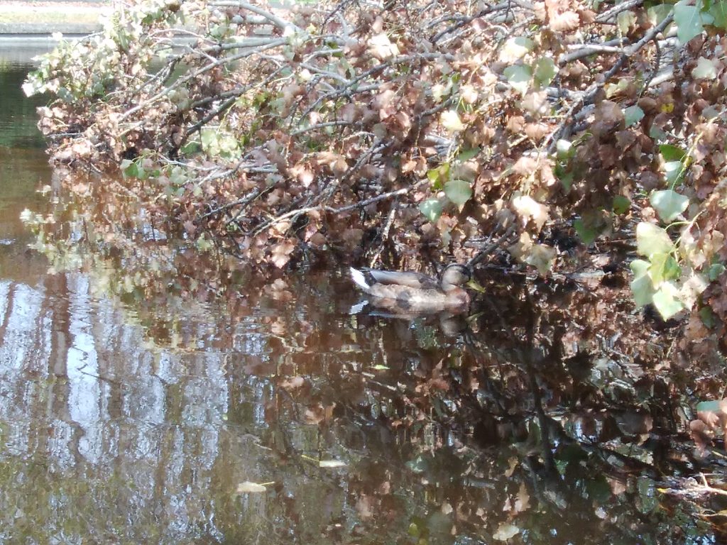 カナールの倒木の下にマガモがひそんでいます