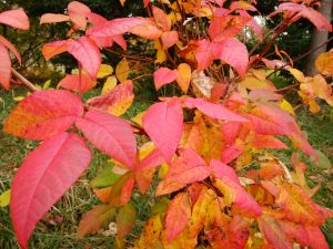 紅葉している葉