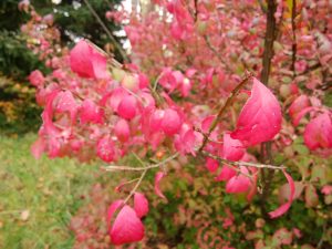 紅葉しているニシキギ