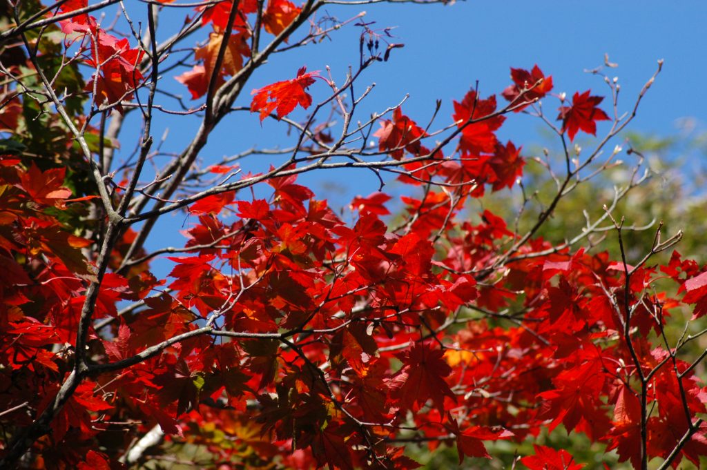 紅葉しているヤマモミジ
