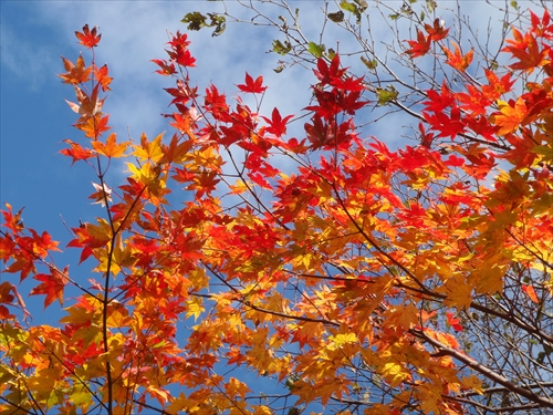 「森林クリーン活動と秋」の画像