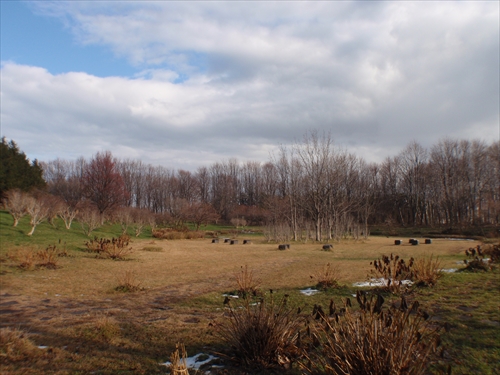 「森林クリーンボラでアジサイの冬囲い」の画像