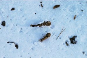 エゾリスが食べた後の松ぼっくり