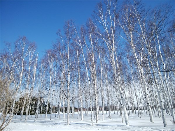 「今日の園内」の画像