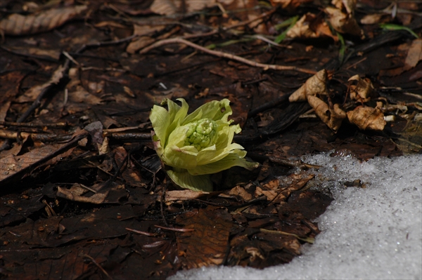 「本日の園内」の画像