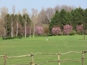 「本日のギョイコウ」の画像