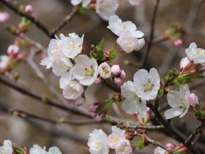 チシマザクラのアップの写真