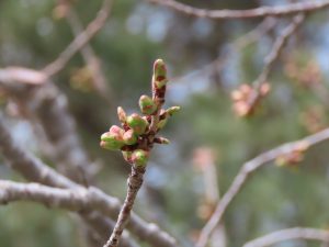 ギョイコウのつぼみの写真。