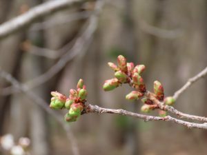 ギョイコウのつぼみの写真