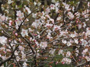 チシマザクラが五分咲きの写真