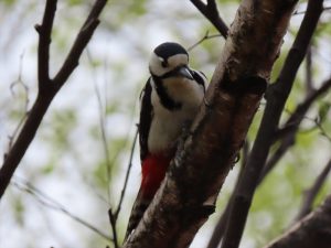 アカゲラの写真