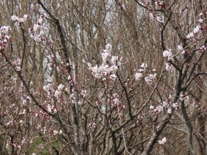 ウメの花の写真