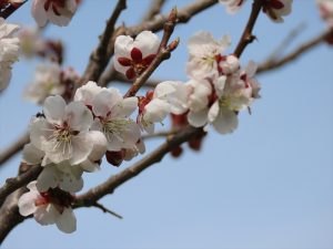 梅の花の写真