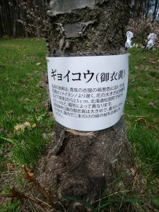 ギョイコウの説明を木にくくりつけている写真