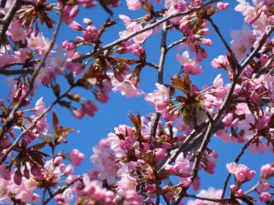 八分咲きのエゾヤマザクラの写真