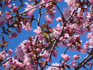「サクラの開花状況」の画像