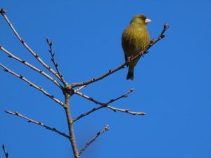 カワラヒワのメスの写真