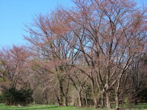 ソメイヨシノの大木を遠くから見た写真