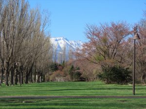 手稲山を背景に撮影したソメイヨシノの大木の写真