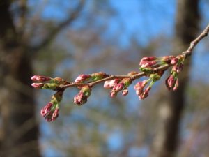 ソメイヨシノのつぼみ。まだ全然開いていない写真