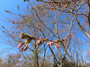 ソメイヨシノのつぼみの写真