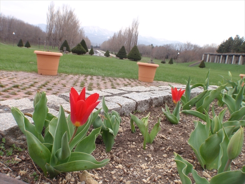 「森林クリーンボランティア活動１」の画像