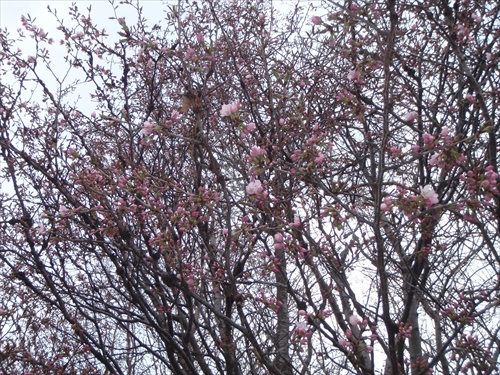 「サクラの開花状況　4月24日森林公園」の画像