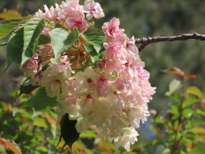ギョイコウの花が咲き進みピンク色に変わってきた写真