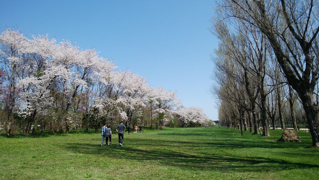 カナール横のソメイヨシノの並木の写真