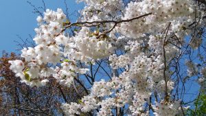 ソメイヨシノの写真