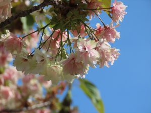 ギョイコウの写真