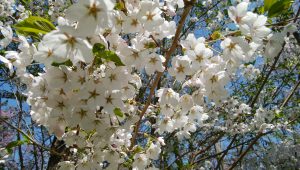 ソメイヨシノの写真