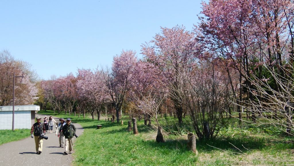 「サクラ開花状況」の画像