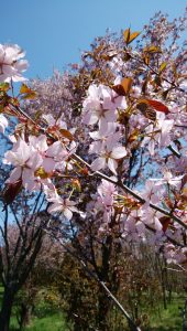エゾヤマざくらの花のアップの写真