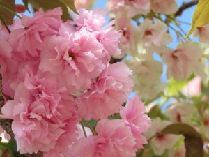 八重桜のカンザン