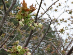 ギョイコウのつぼみの写真