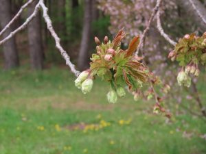 ギョイコウの緑色のつぼみの写真