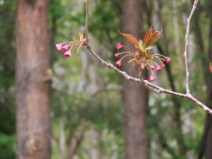 八重桜カンザンのつぼみの写真