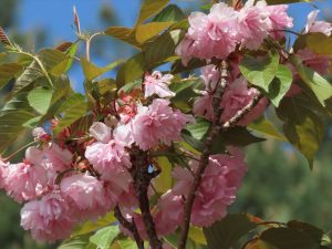 八重桜のカンザンの写真