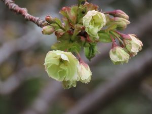 「今日のギョイコウ（御衣黄）」の画像