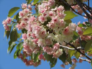 ギョイコウの写真