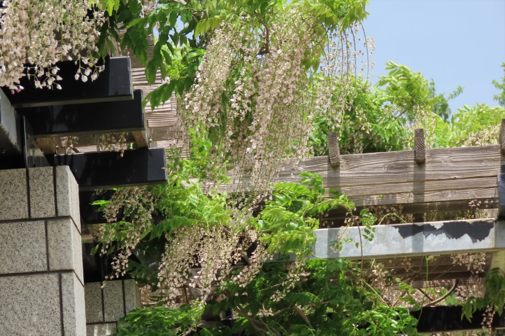 白いフジが風に揺れている写真