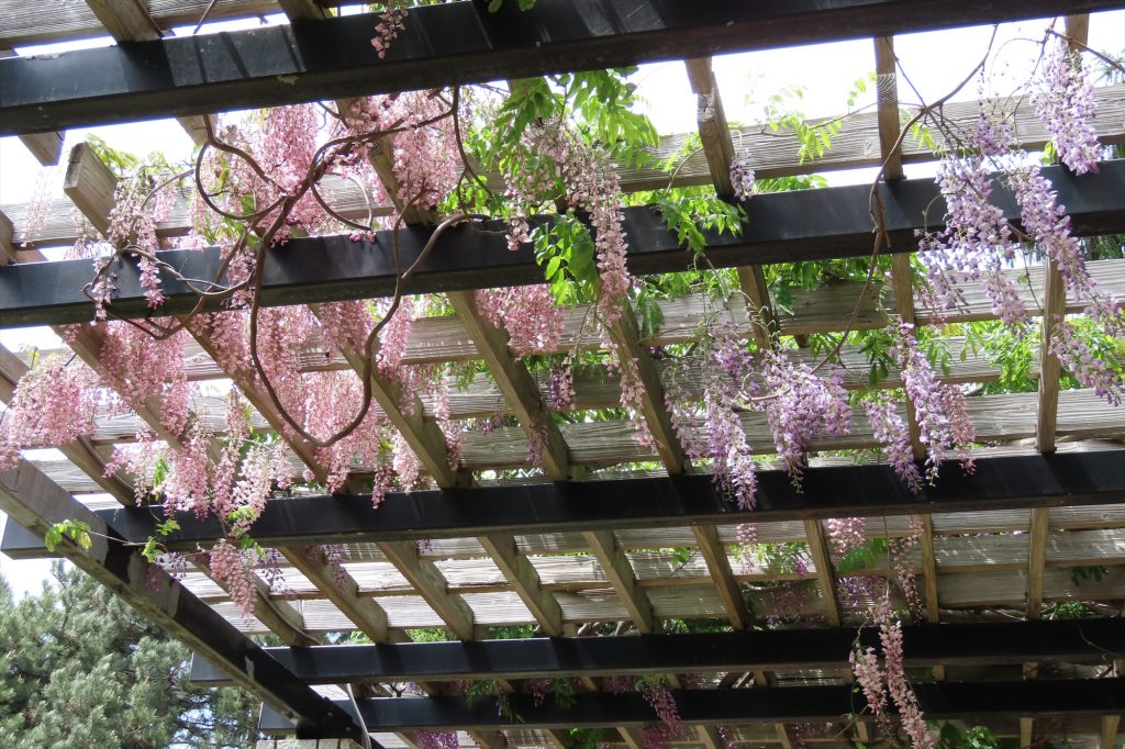 ピンクと紫のフジが垂れ下がっている写真