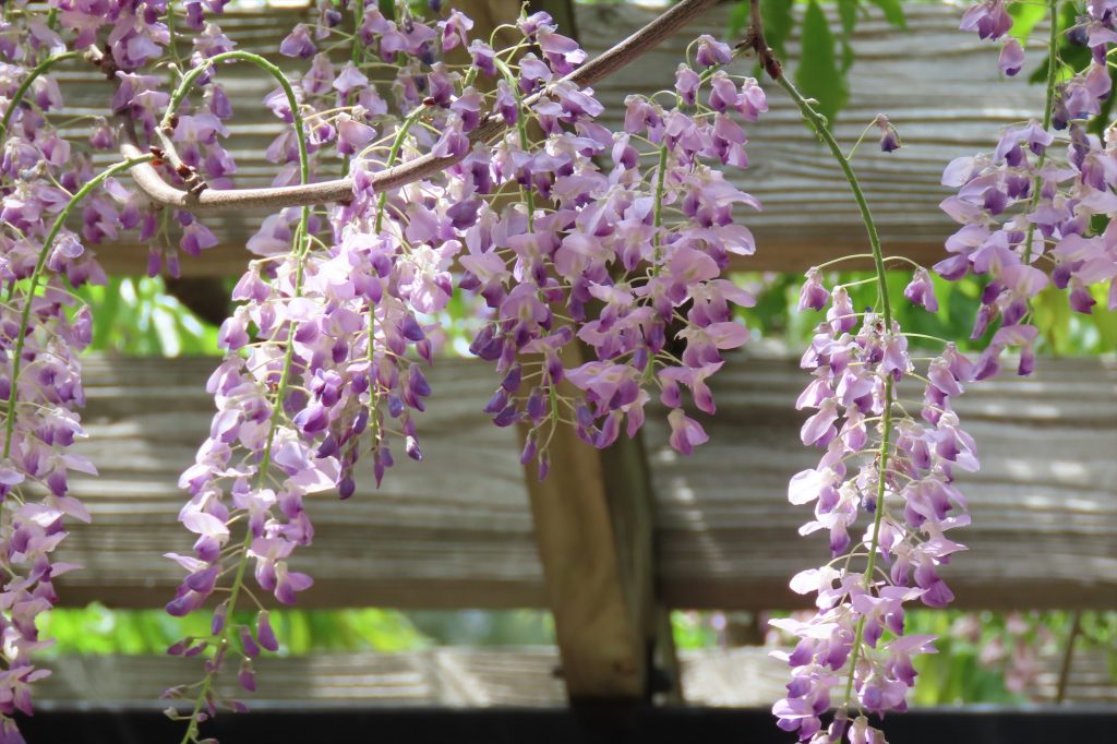 花びらの真ん中が濃い紫色のフジの写真