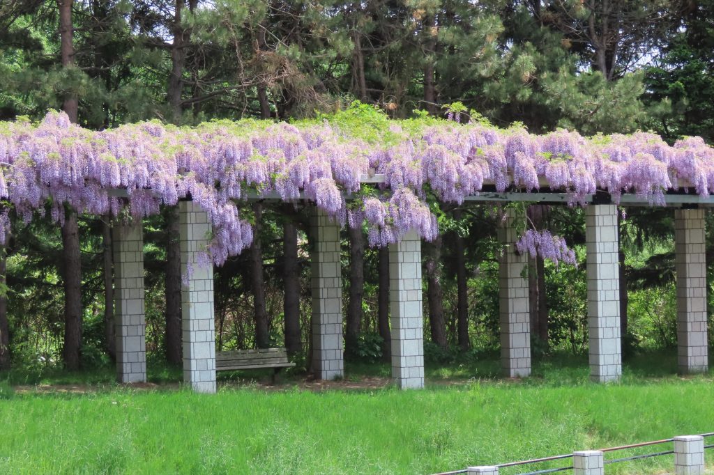 「5月31日のフジ」の画像