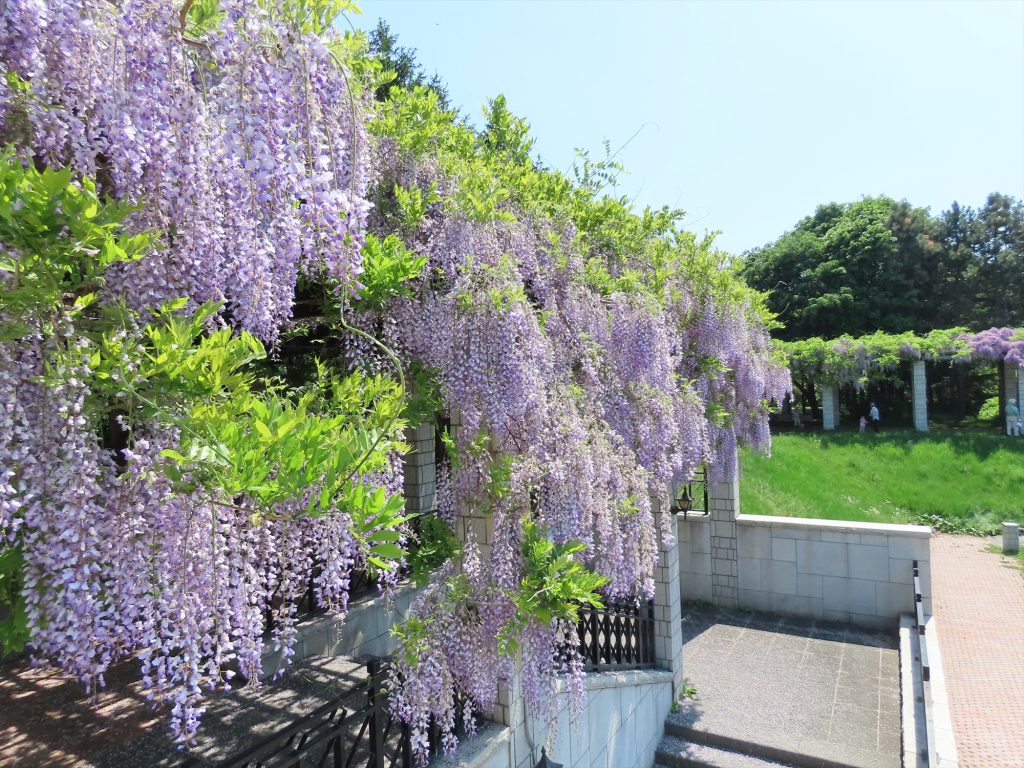 「5月27日のフジ」の画像